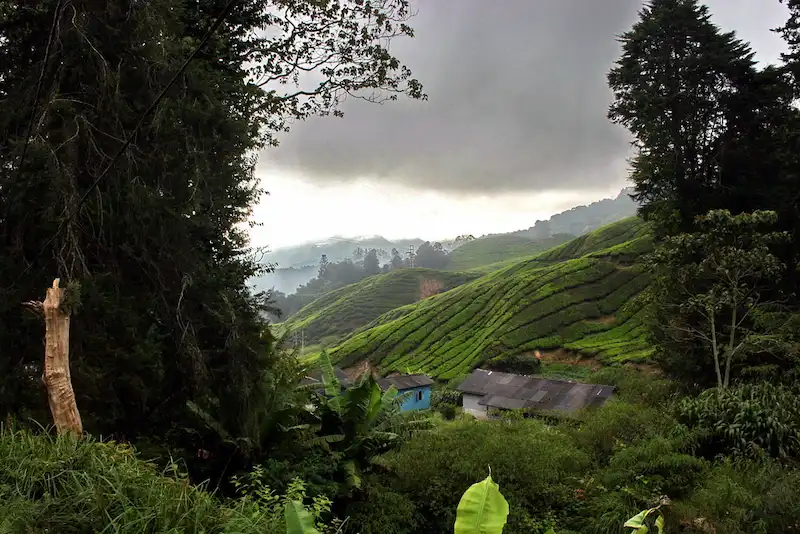 Foreign Worker Settlements in Cameron Highlands: Humanitarian Issues, Illegal Housing, and the Need to Follow the Rules